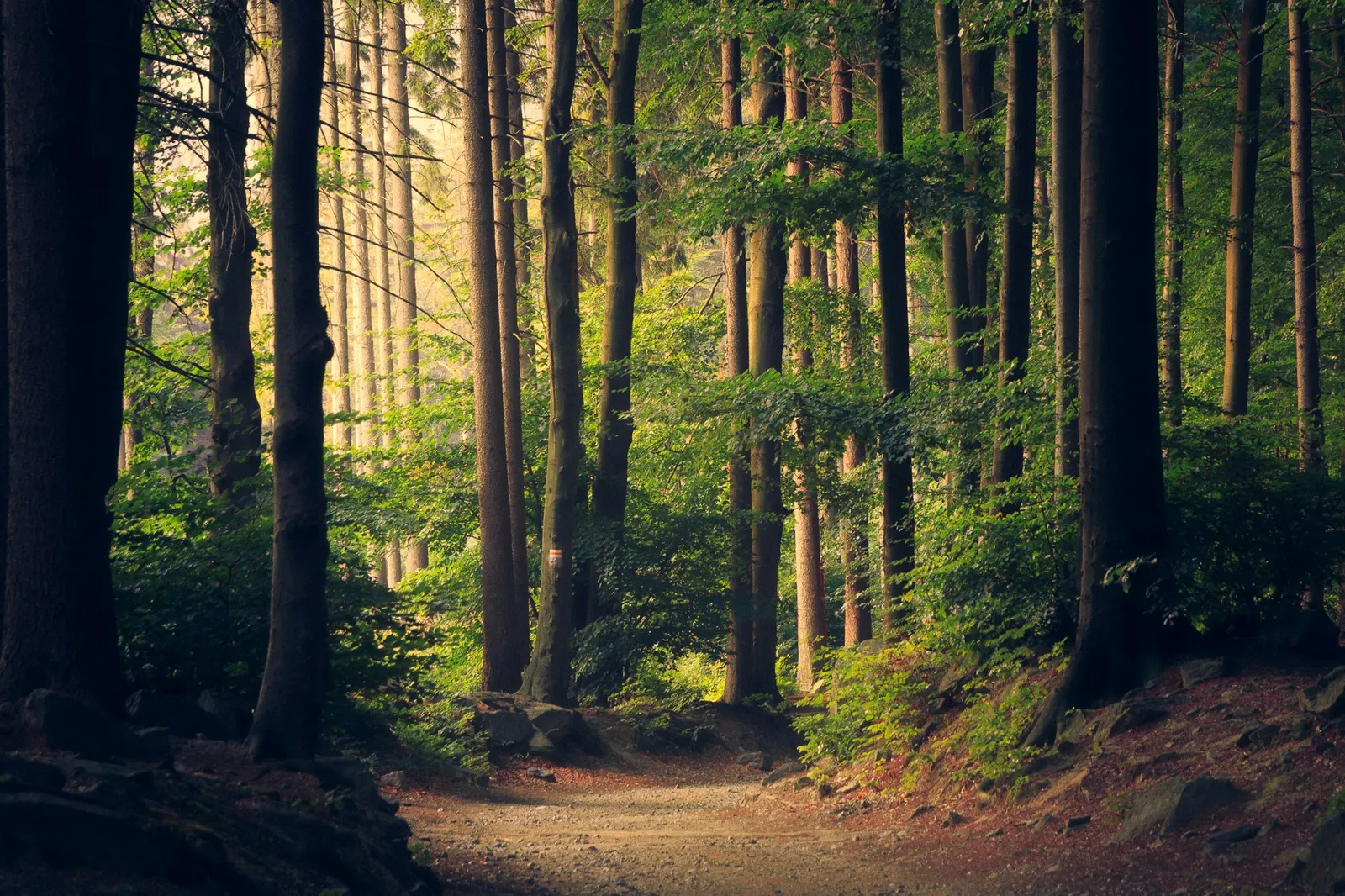 Sunlight finding its way through a green forest